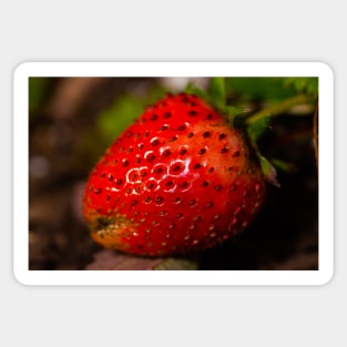 Strawberry 2 Sticker